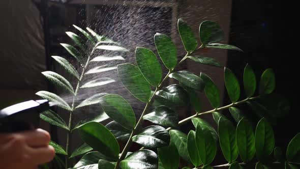 Slow motion shot of water droplets from the sprayer flying onto the green leaves of a houseplant
