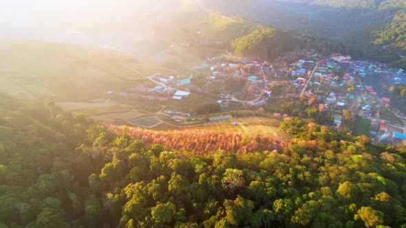 Aerial view above the Wild Himalayan Cherry (Prunus cerasoides) tree