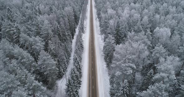 Winter Road in the Forest