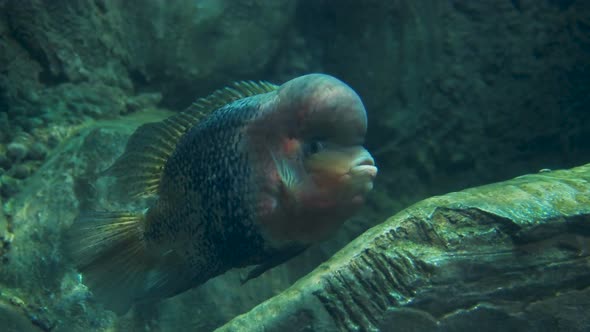 Gray Cichlid in Special Tank. Shy Fish Is Hiding Behind the Rock in Aquarium.