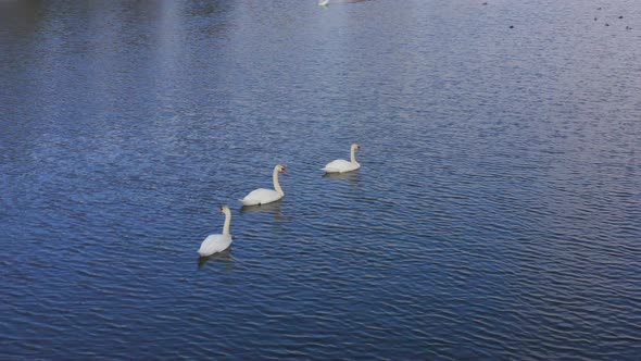 A Family of Young White Swans Swims on a Fresh Lake on a Warm Spring Day