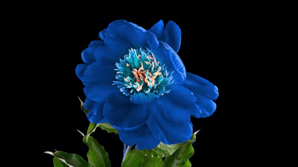 Timelapse of Beautiful Blue Burgundy Peony Flower Blooming on Black Background