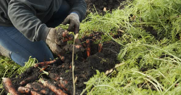 Female Hands Pluck Carrots In The Field And Shake The Ground