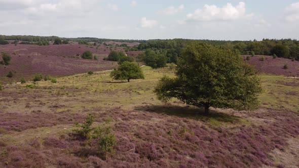 Purple blooming heathland at national park the Posbank in the Netherlands