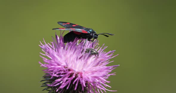 Zygaena lavandulae on a Thistle. Souther france, Occitanie.