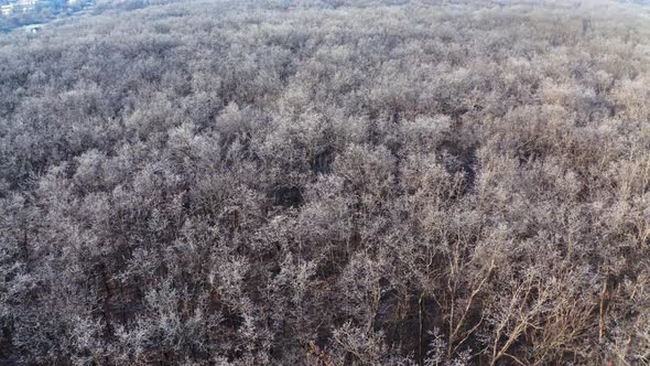 Top View of the Forest in Winter Season