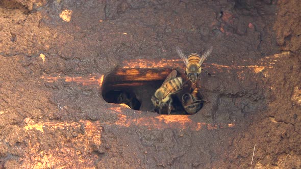 Beekeeping With Traditional Wicker Basket, Log and Skep Beehive