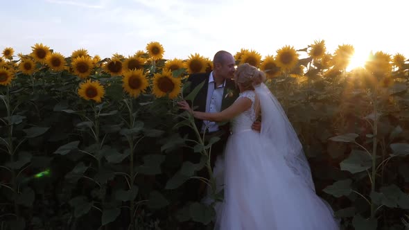 Kiss of a Wedding Couple on a Field of Sunflowers