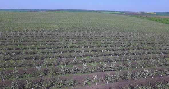 Trees Plantation Aerial View