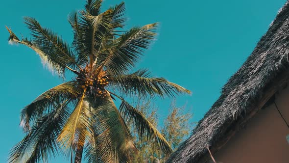 Tropical African Hotel with Thatched Roof Bungalows and Palm Trees Zanzibar