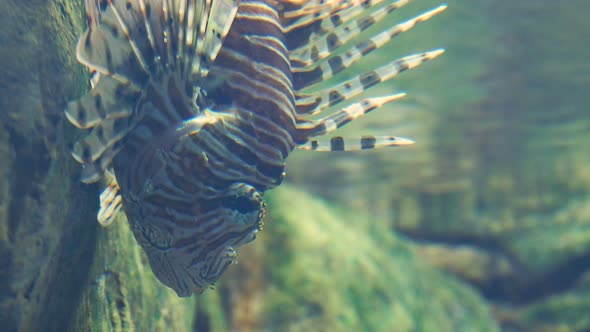 Vertical Video 15Sec. Red Lionfish or Pterois Volitans. Venomous Coral Reef Fish.