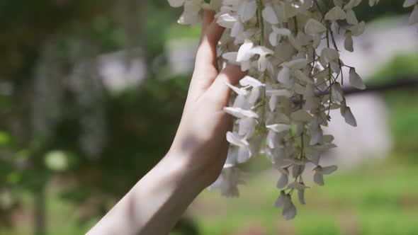 Female Hand Touching Branches of a Blossoming Tree