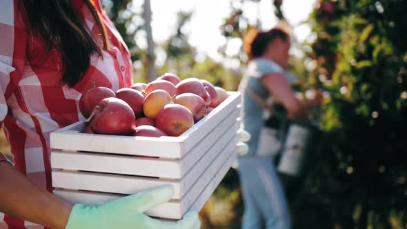 Apple Harvesting