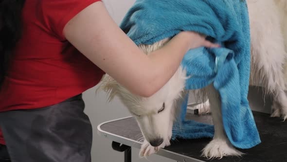 A Groomer Dabs a Wet Dog with a Towel Before Haircut in Groomer Salon