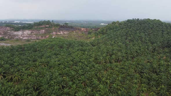 Aerial view green oil palm plantation