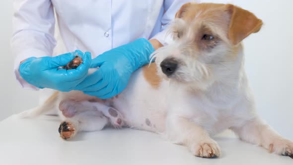 The Girl Spreads Ointment on the Pads of the Dog's Paws