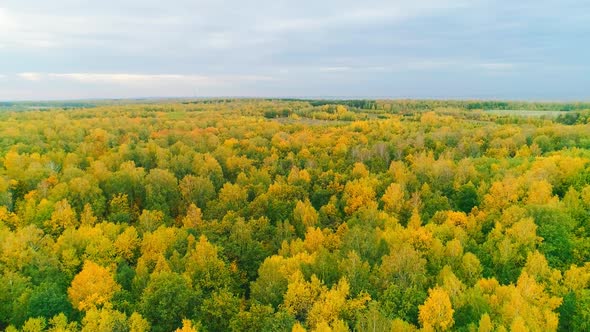 Aerial Video of Autumn Forest on a Cloudy Day