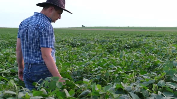 The agronomist examines the green field of soybeans with a magnifying glass