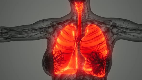 Human Lungs Radiology Exam alt