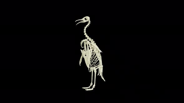 Penguin Bone