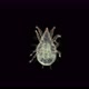 Soil mite of the Acaridae family under a microscope - VideoHive Item for Sale
