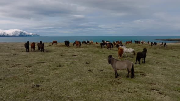 Beautiful Icelandic Horses Running Around in the Field