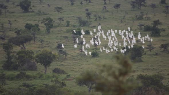 Flock Of Birds Flying Over The Lush Wilderness In Kenya - Aerial Shot
