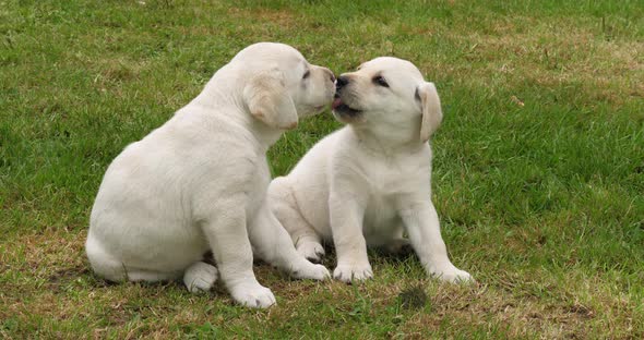 Yellow Labrador Retriever, Puppies Playing on the Lawn, Licking, Normandy in France, Slow Motion 4K