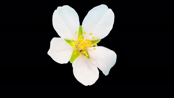 Almond Blossom Timelapse Isolated 