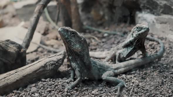 Pair Of Indo-Chinese Forest Lizards On The Ground In The Wilderness. close up, slider shot