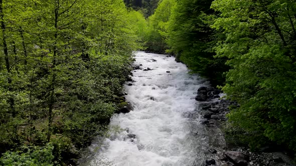 Rainforests And River