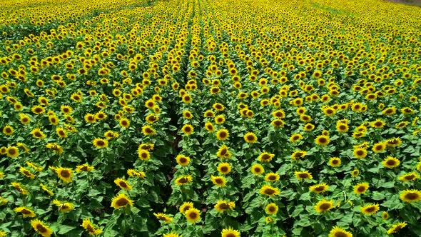 Agriculture Sunflowers