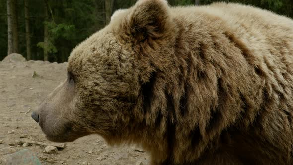 A Big Brown Bear in the Forest