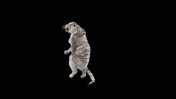 67 White Tiger Dancing HD