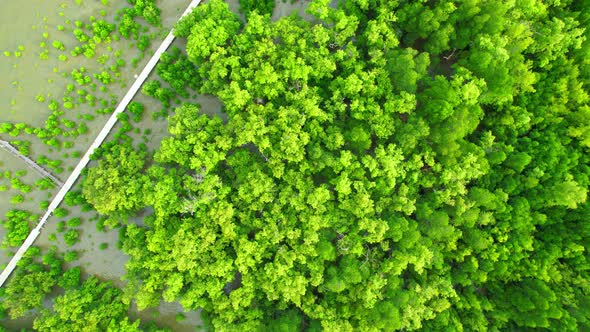 4K : Aerial view over beautiful mangrove forest. Drone Footage