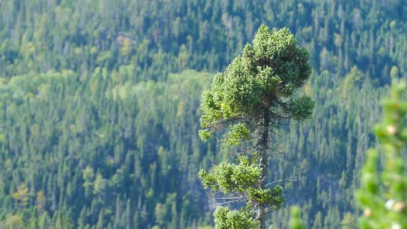Tall Lonely Tree Waving In The Wind With Dense Green Forest In The Background