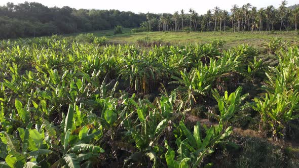 Banana tree with coconut tree in evening