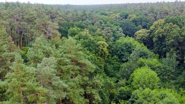 Summer green trees of forest background