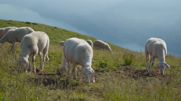 Group of Sheep Eat Grass Above the Hills