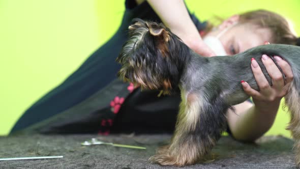 Groomer Combs of Yorkshire Terrier