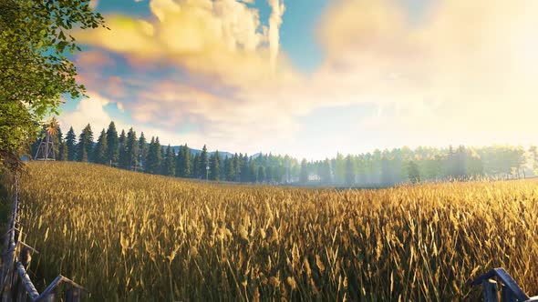 Ripe Crop field looped HD alt