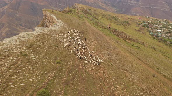 Aerial View of the Sheep Herd in the Mountains Mountain Landscape and Sheep Grazing