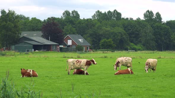 Cows Lie or Graze in a Pasture, Quaint Buildings, a Forest and the Cloudy Blue Sky in the Background