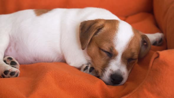 Cute Puppy Sleeping in a Couch