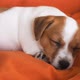Cute Puppy Sleeping in a Couch - VideoHive Item for Sale