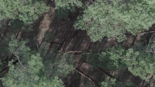 Vertical Video of Green Pine Forest By Day Aerial View