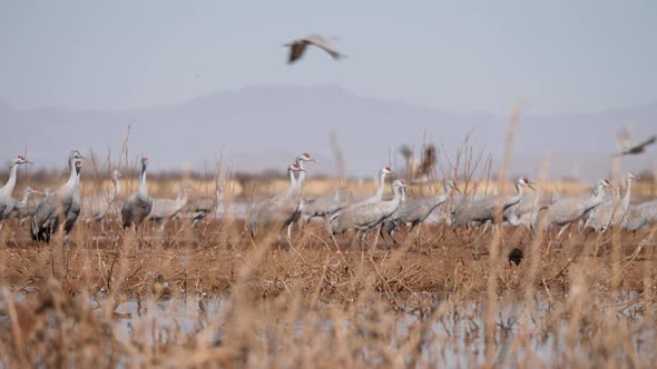 Sandhill cranes are seen from the dried bush in an Arizona pond.