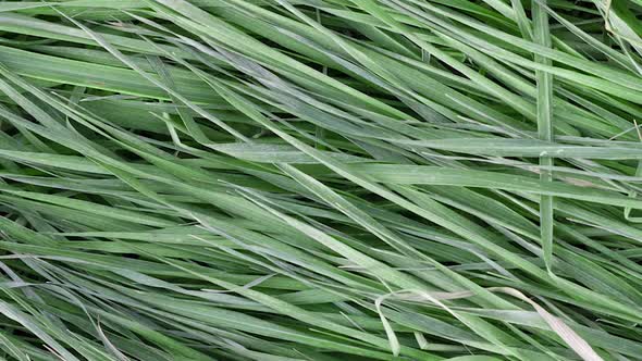 Texture of Long Young Green Grass Lying on the Ground Slow Motion Closeup