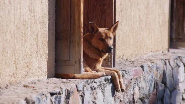 Street dog sitting on the concrete wall