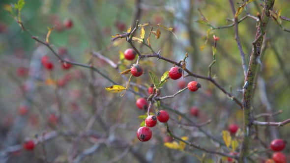 Rosehip